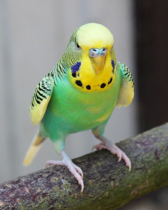 Parakeets