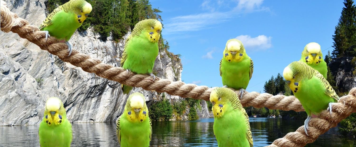 Parakeets
